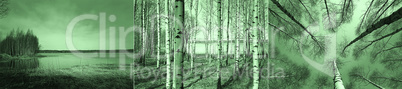 Birch trees in Finnish forest