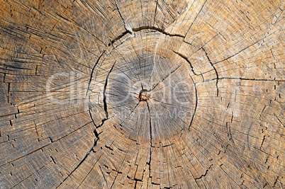 texture of the oak stump, background top view