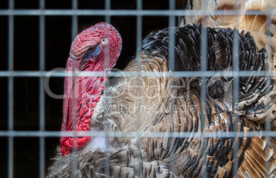 old turkey behind bars