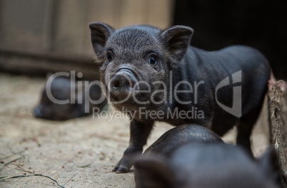 little piglets in a pigsty