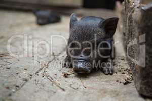 small pigs in the farm