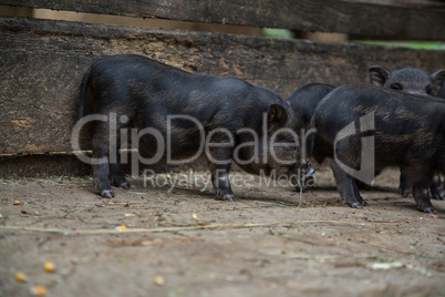 little piglets in a pigsty