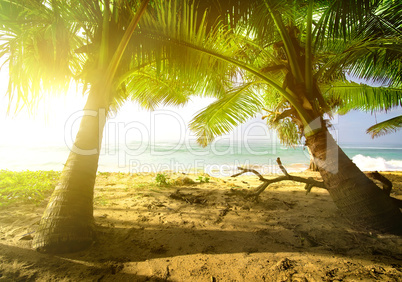 Palm trees and ocean