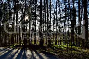 Frühling im Wald