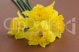 Jonquil flowers