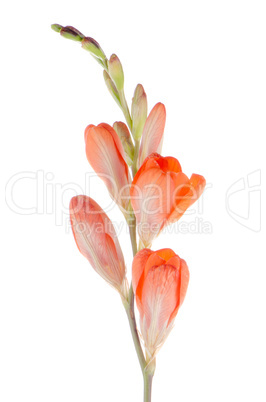 Orange lilies