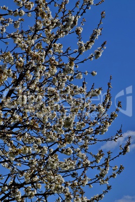 Kirschbaum in voller Blüte