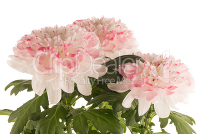 Beautiful Chrysanthemum flowers