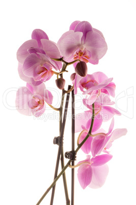 Beautiful pink orchid