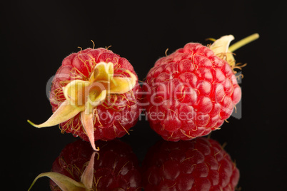 Fresh raspberries