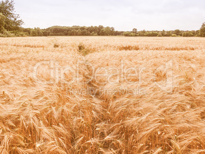 Retro looking Barleycorn field