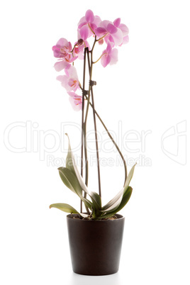Beautiful pink orchid in a flowerpot
