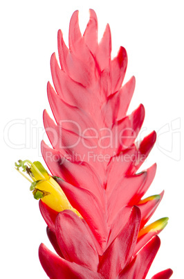 Bromelia Flower