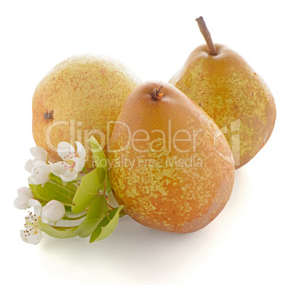 Three ripe pears