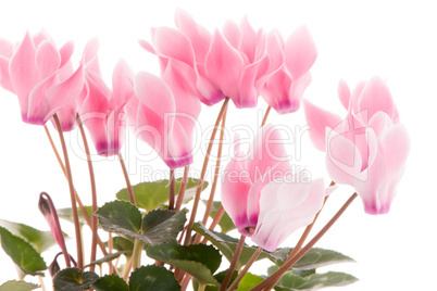 Beautiful pink Cyclamen flower