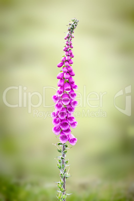 foxglove