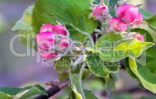 Flower buds of Apple on a tree branch.
