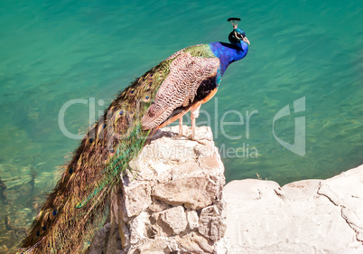 Peacock on a stone by the lake.