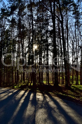 Frühlingsstimmung am Waldrand