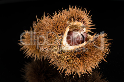 Chestnuts on a black reflective background