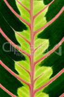 Green leaf with red veins