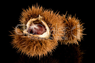 Chestnuts on a black reflective background