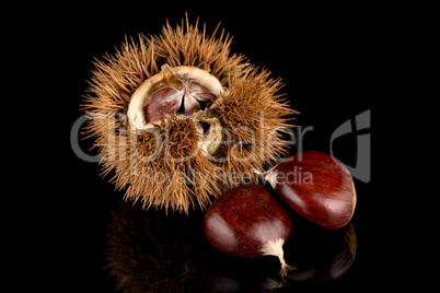 Chestnuts on a black reflective background