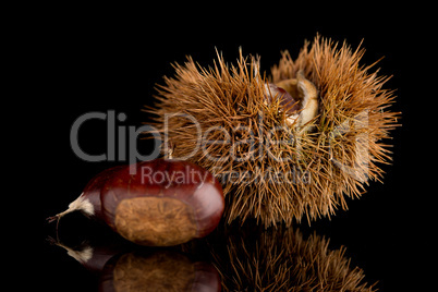 Chestnuts on a black reflective background Chestnuts on a black reflective background