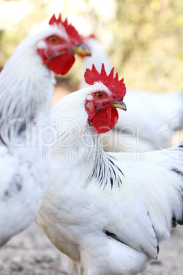 rooster and hens, poultry