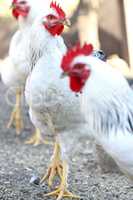 rooster and hens, poultry farm