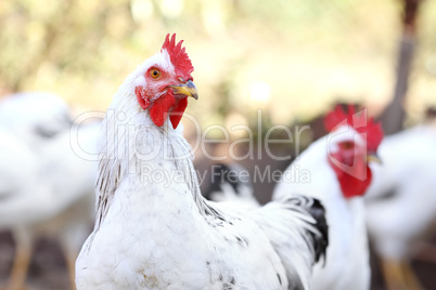 rooster and hens, poultry on the farm yard