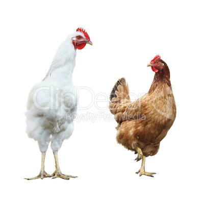 cute funny rooster and hen, isolated