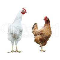 cute funny rooster and hen, isolated