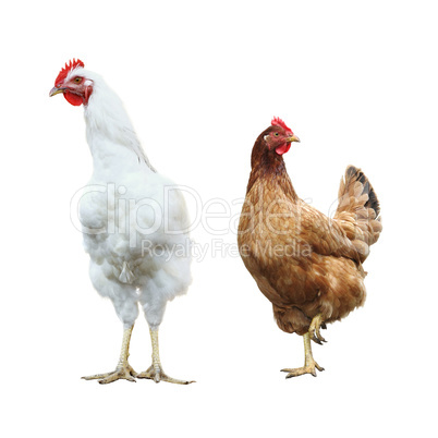 cute funny rooster and hen, isolated