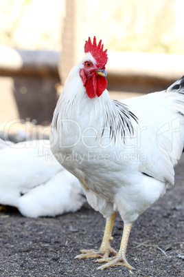 rooster on the farm yard