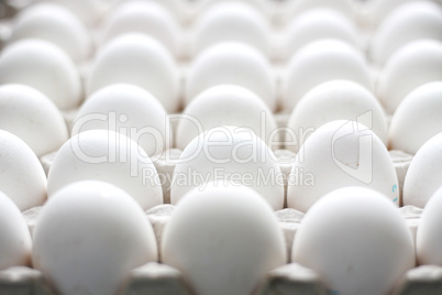 group of chicken raw eggs