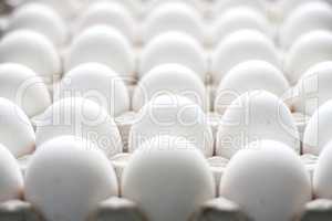 group of chicken raw eggs
