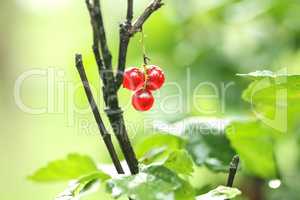 redcurrant berry on the branch