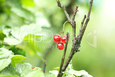 redcurrant berry on the branch
