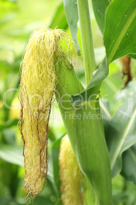 growing green corn