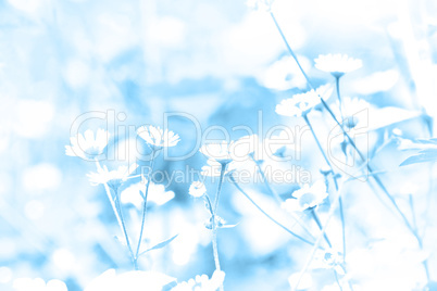 abstract flowers background