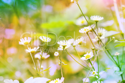 abstract flowers background