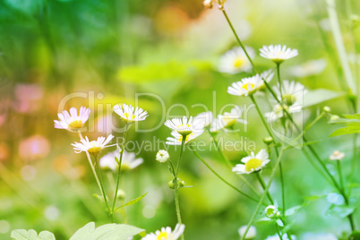 background of Chamomile wildflowers on the green meadow