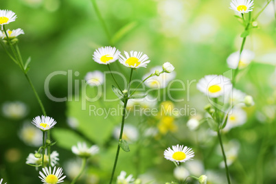 abstract flowers background