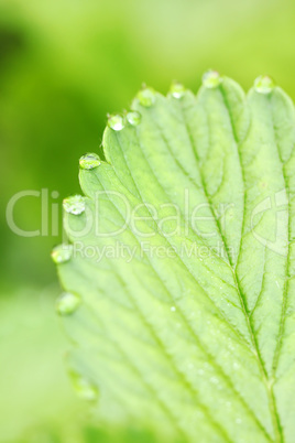 strawberry leaf with dew, background