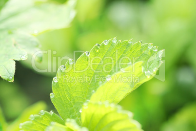 strawberry leaf with dew, background