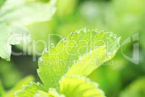 strawberry leaf with dew, background