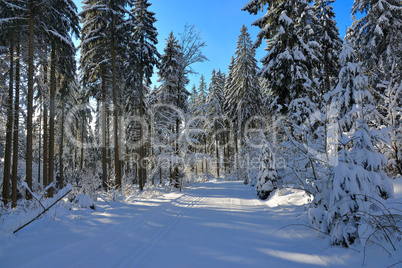 verschneiter Winterwald