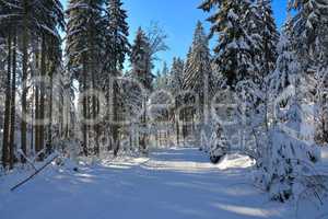 verschneiter Winterwald