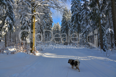 verschneiter Winterwald